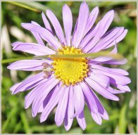 aster amelle